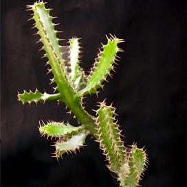 Молочай Иванси (Euphorbia evansii) Молочай Иванса (Euphorbia evansii)