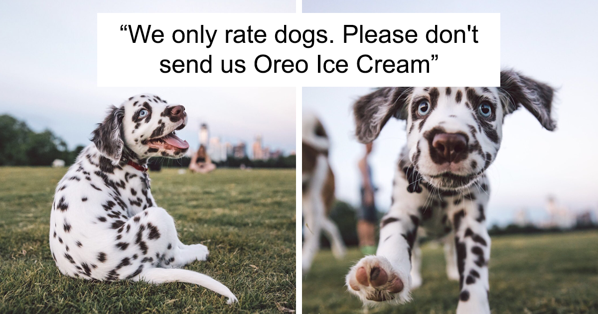 This Twitter Account Rates Dogs And It’s Hilarious (106 New Pics)
