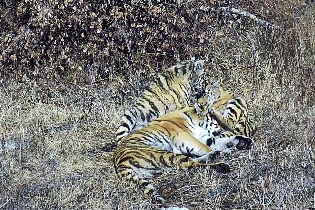 В Приамурье выпустили на волю двух тигров после реабилитации