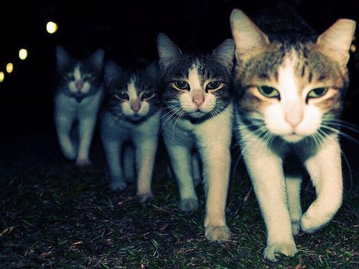 Реальные коты: фотографии дворовых кошачьих банд