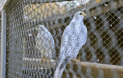 На Алтае задержали контрабандистов, торгующих редкими птицами