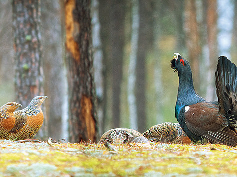 ФОТО SHUTTERSTOCK Самая древняя охота - на глухаря