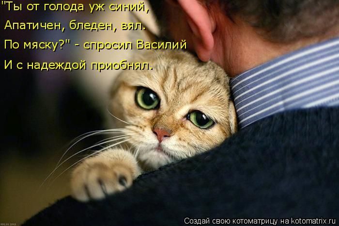 Лучшие котоматрицы, которые зарядят вас позитивом) Лучшие котоматрицы, которые зарядят вас позитивом)