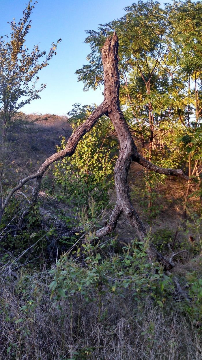 20. Un árbol en un paseo Un árbol, árboles, una ilusión óptica, pareidolia, parece que no es lo mismo, parece que es una cara.