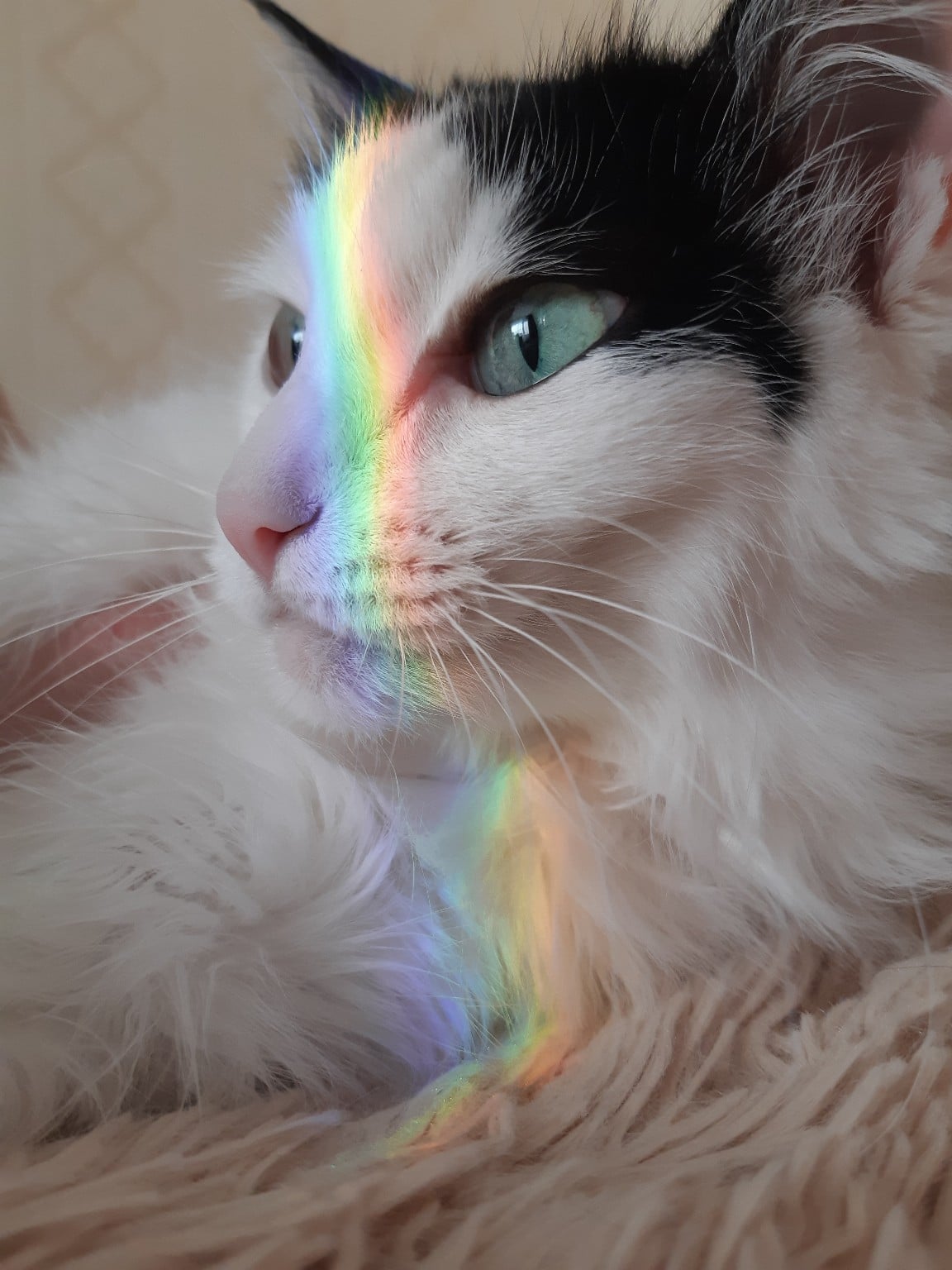 спасение кошки кошка и радуга