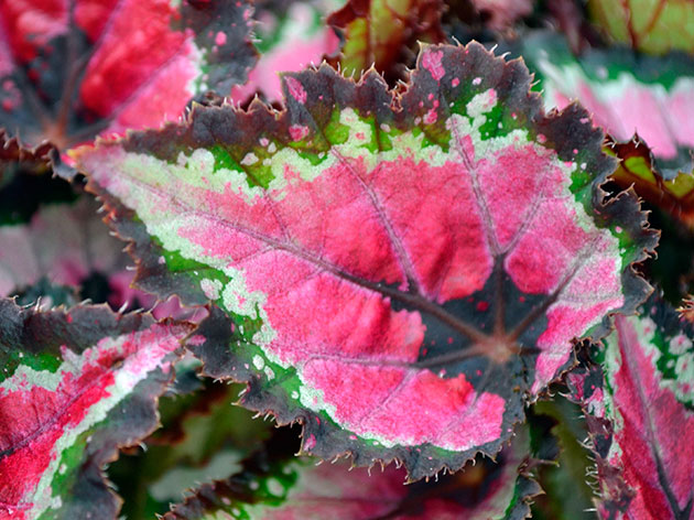 Бегония королевская (Begonia rex)