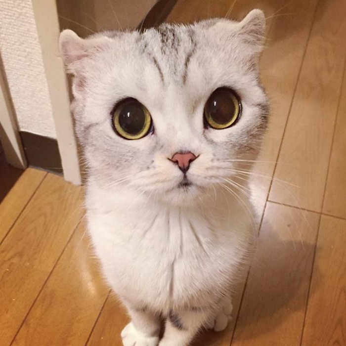 кошка Хана, Hana cat