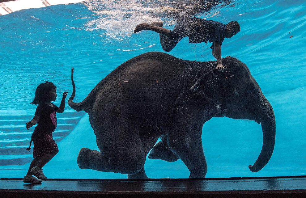 8-летняя азиатская слониха в зоопарке в Таиланде