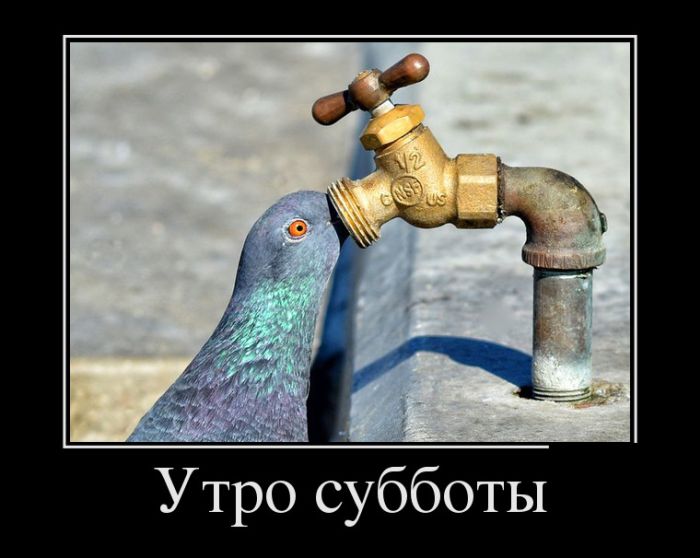САМЫЕ НОВЫЕ ДЕМОТИВАТОРЫ САМЫЕ НОВЫЕ ДЕМОТИВАТОРЫ