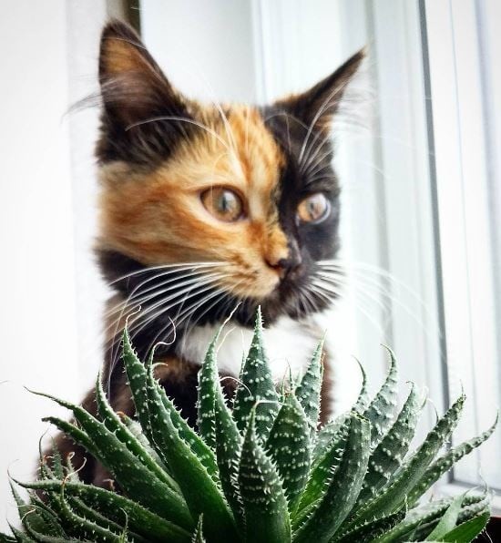 Не принцесса, нет... Королевна! Причуды природы, гены, кошка, мутации