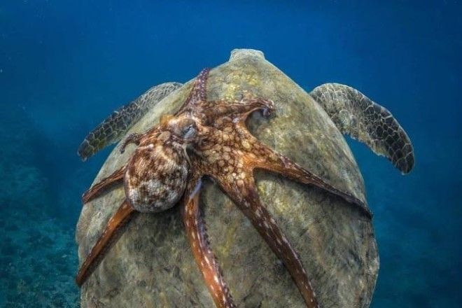 17 поразительных вещей, глядя на которые у вас откроется рот от удивления удивительные вещи поразительные вещи о мире