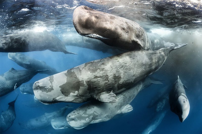"Встреча гигантов", Тони Ву "Встреча гигантов", Тони Ву Wildlife Photographer of the Year, животные, конкурс, мир, под водой, природа, фотография, фотомир