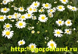 Ароматерапия. Подушка с травами для сна своими руками