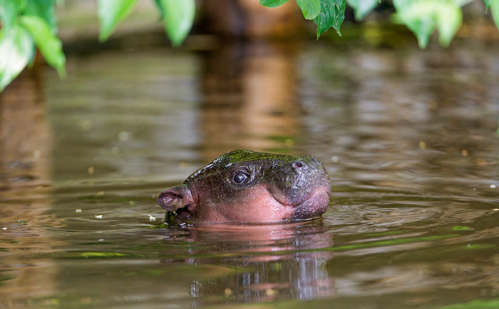  Cute Baby Hippos