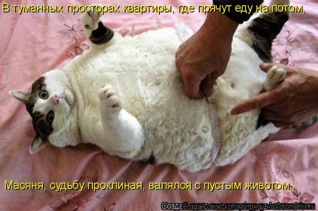 Котоматрицы великолепные, каждая с кусочком тепла, позитива и улыбкой!!! Всем добрых событий сегодня!!! Котоматрицы великолепные, каждая с кусочком тепла, позитива и улыбкой!!! Всем добрых событий сегодня!!!