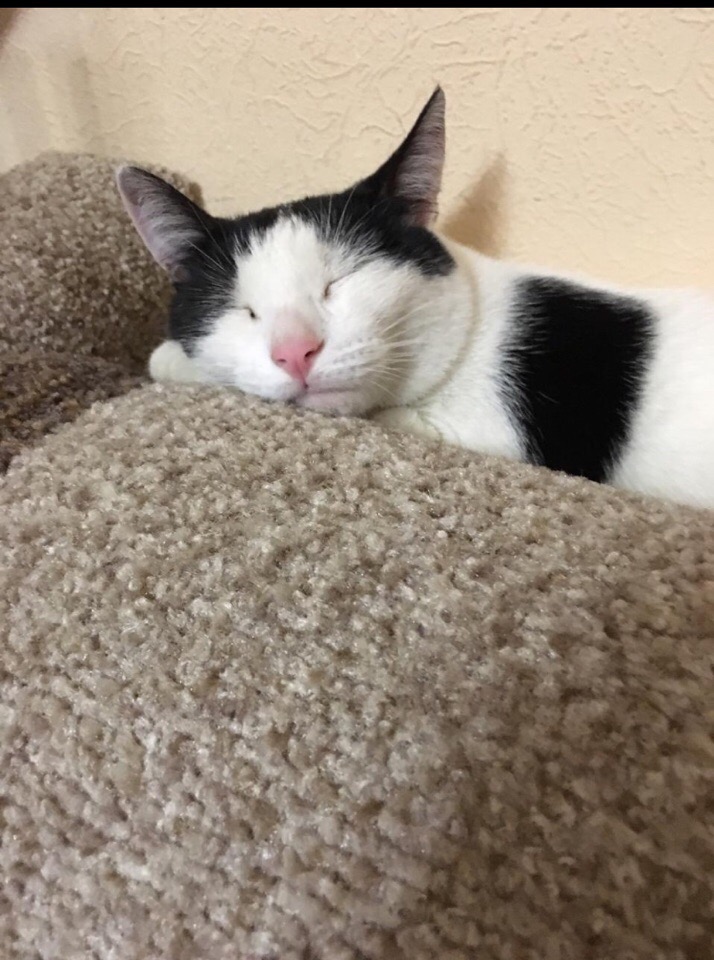 девушка приютила котенка кот спит