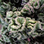 Молочай молочный Кристата (Euphorbia lactea cristata) Молочай молочный Кристата (Euphorbia lactea cristata)
