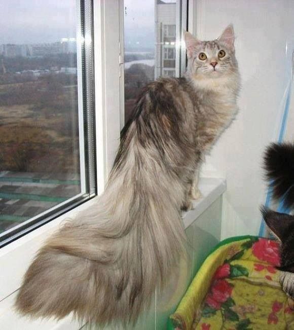 https://s-media-cache-ak0.pinimg.com/736x/2c/a6/0c/2ca60ca2cf4b75a20c3a3cd88391e7dc--cat-tails-maine-coon-cats.jpg