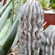 Молочай ощетиненный (Euphorbia horrida) Молочай ощетиненный (Euphorbia horrida)