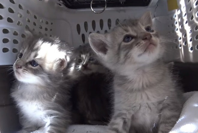 Котята в переноске Котята в корзине