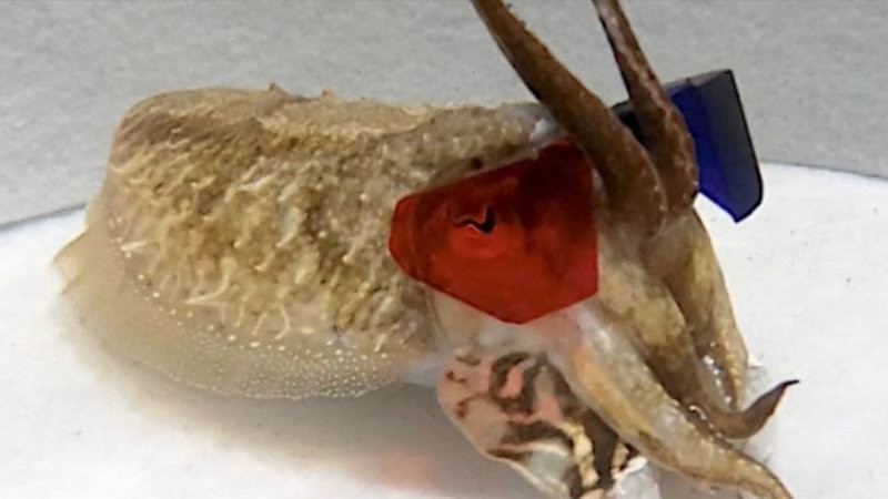 8. Каракатица в очках