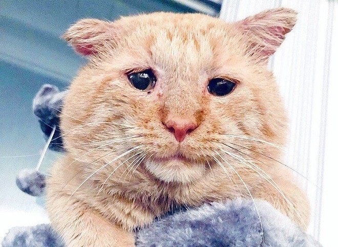 Кот с грустными глазами Грустный кот
