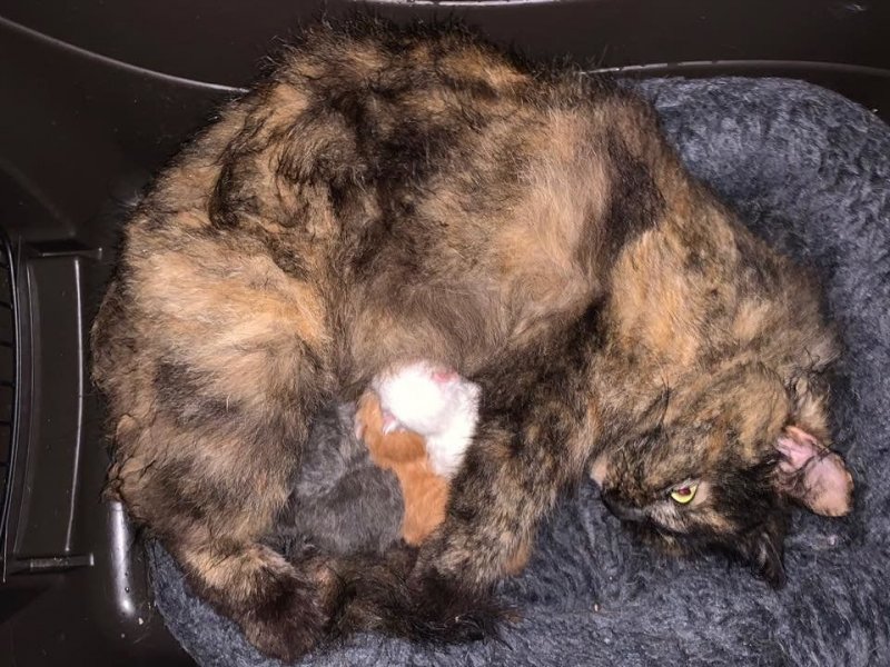 Промокшая мать в грозу прятала новорожденных котят, как могла Промокшая мать в грозу прятала новорожденных котят, как могла история, история спасения, коты, котята, кошка, спасение животных