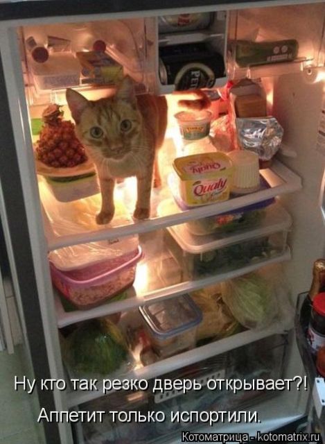Котоматрицы великолепные, каждая с кусочком тепла, позитива и улыбкой!!! Всем добрых событий сегодня!!! Котоматрицы великолепные, каждая с кусочком тепла, позитива и улыбкой!!! Всем добрых событий сегодня!!!