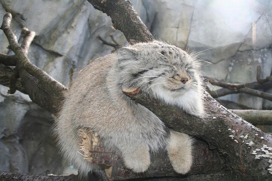 12 диких кошек, о которых знают не все. Краткий обзор 12 диких кошек, о которых знают не все. Краткий обзор