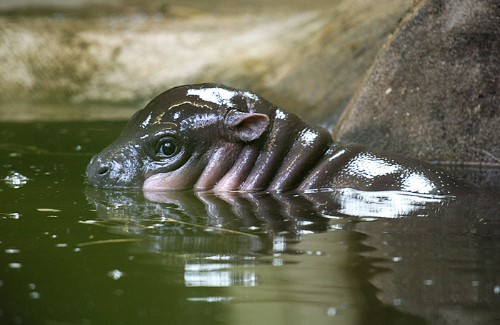 Baby Hippo