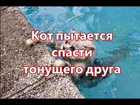 Кот пытается спасти тонущего друга