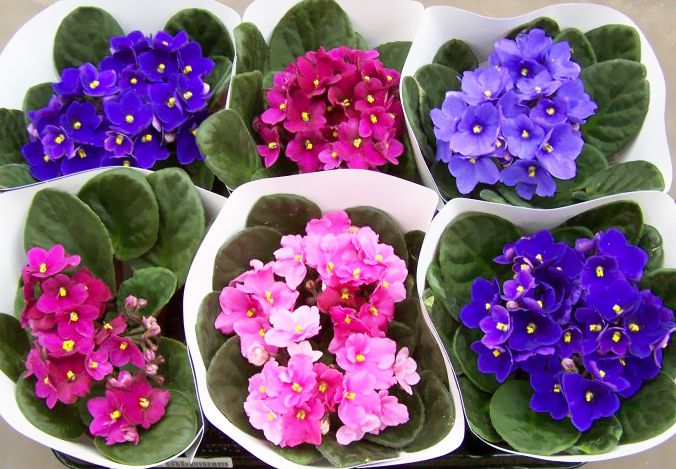 flowers-fialka-maintenance-2