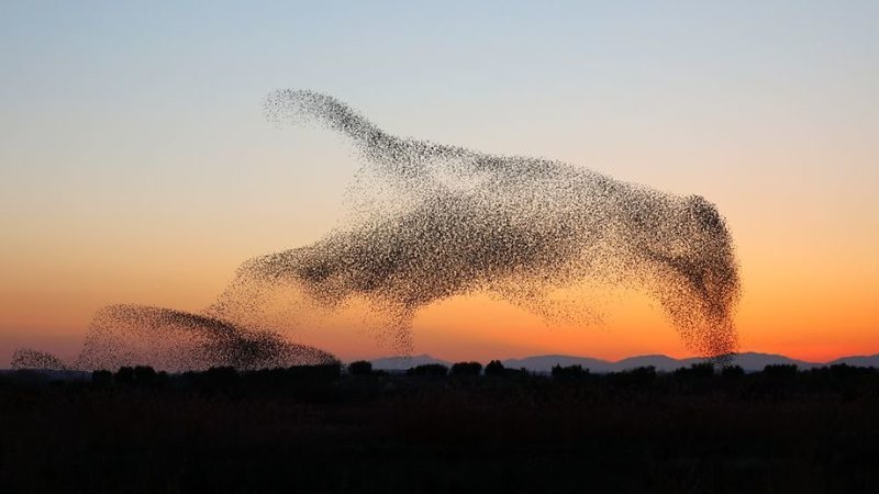 Фотограф не сразу понял, что сделал совершенно уникальный снимок невероятно, птицы, скворцы, снимки, совпадение, стая, уникальные кадры, фото