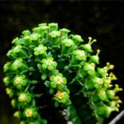 Молочай бахромчатый (Euphorbia fimbriata) Молочай бахромчатый (Euphorbia fimbriata)