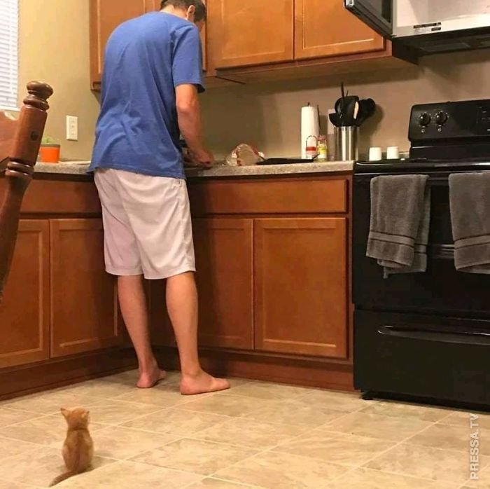Самые забавные фотографии с кошками за год Самые забавные фотографии с кошками за год