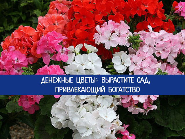 ДЕНЕЖНЫЕ ЦВЕТЫ: ВЫРАСТИТЕ САД, ПРИВЛЕКАЮЩИЙ БОГАТСТВО