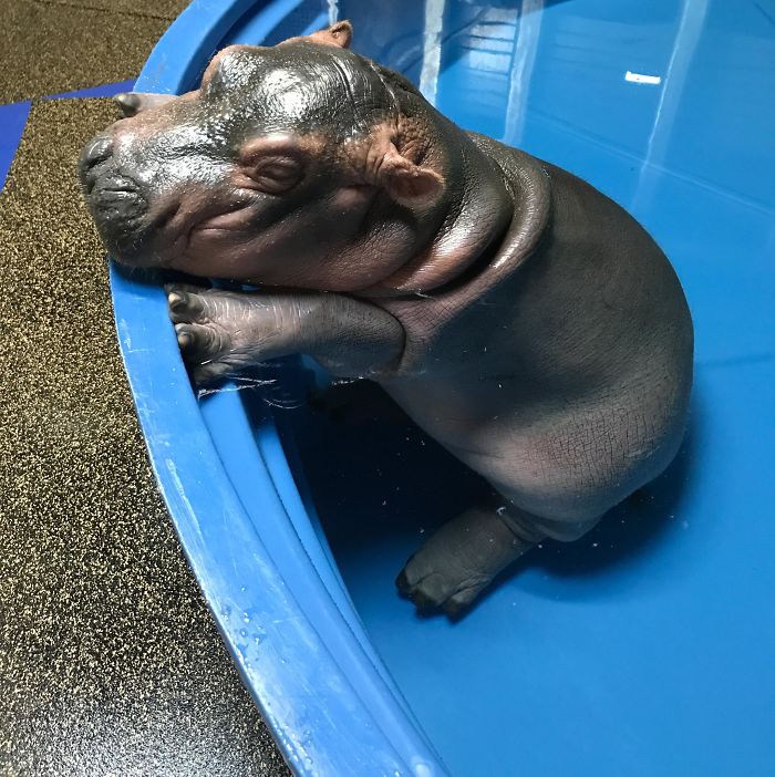 Cute Baby Hippo