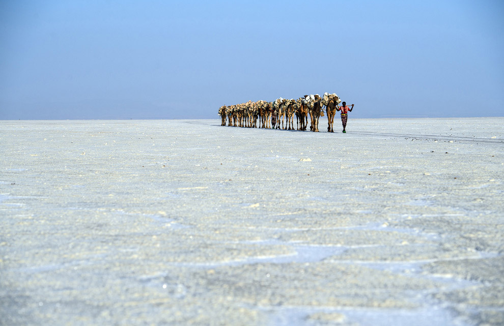 Добыча соли в Данакильской низменности и верблюжий караван