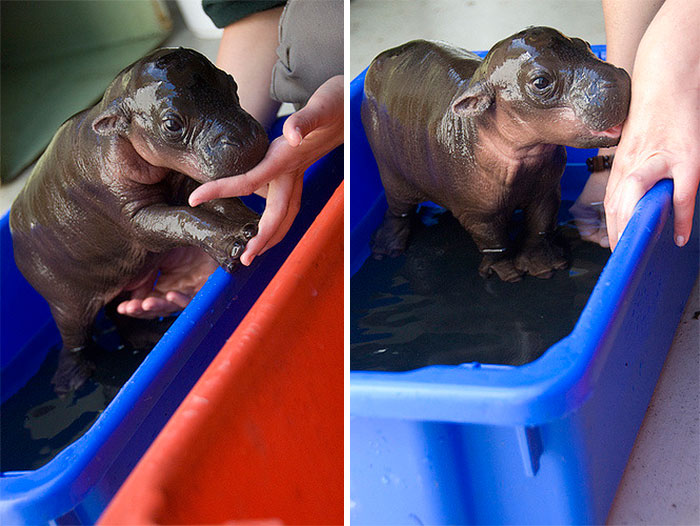 Monifa The Baby Pygmy Hippo