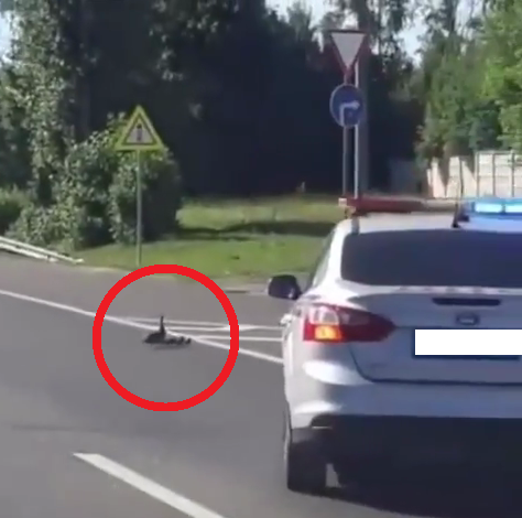 Опубликовано видео, как утки перешли шоссе благодаря ГАИ в Солнечногорске