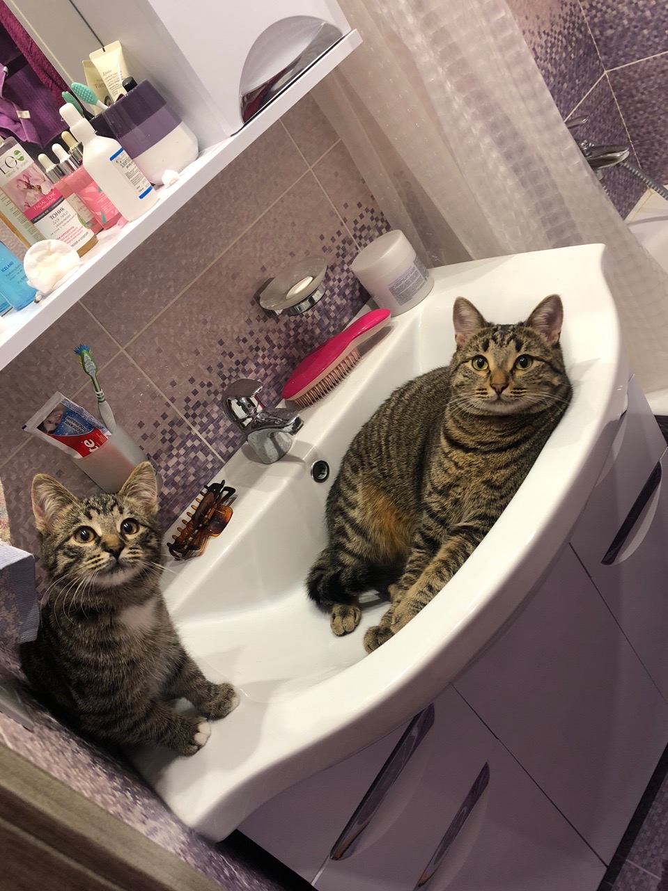котенка приютили Отправившись на рыбалку, мужчина встретил милого котенка и привез его жене