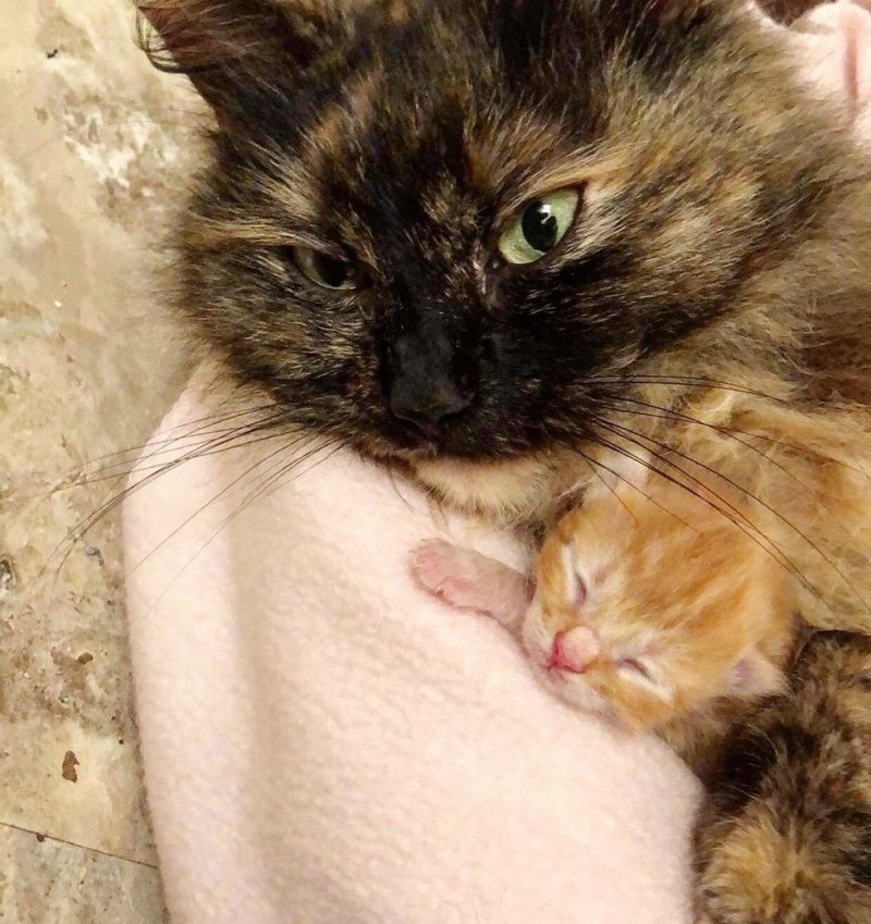 Промокшая мать в грозу прятала новорожденных котят, как могла Промокшая мать в грозу прятала новорожденных котят, как могла история, история спасения, коты, котята, кошка, спасение животных