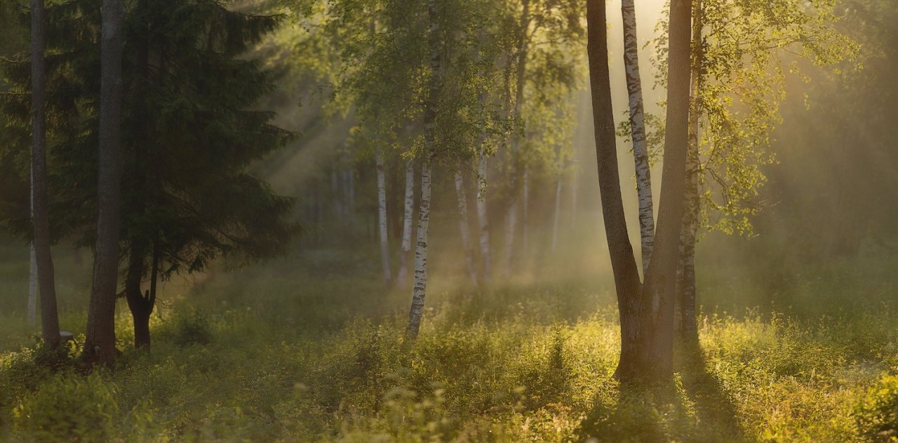  Средь берёз и зелёной дубравы…