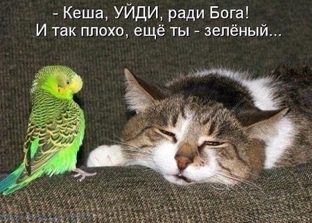 Итак…. в одном лесу Итак…. в одном лесу