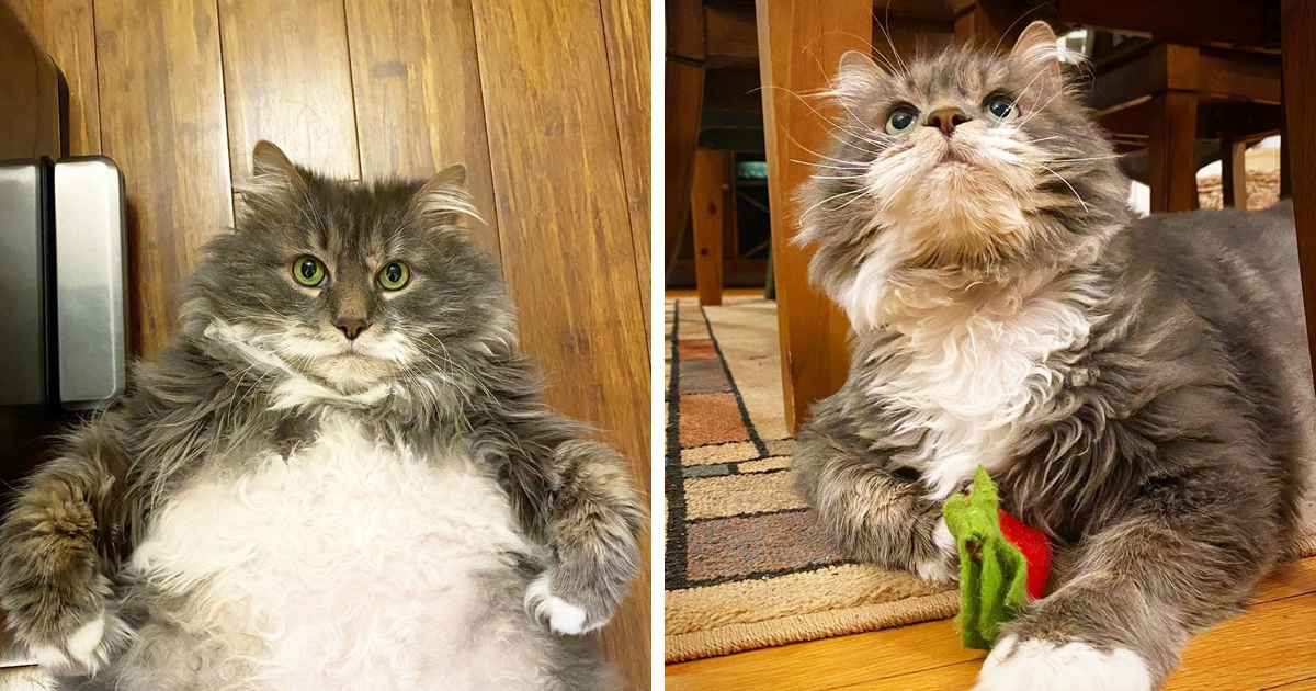 Очень толстый кот Уилфорд — почти 13 кило милоты в поисках нового дома
