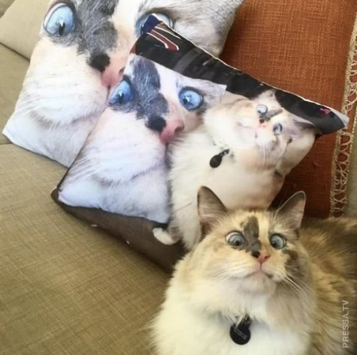 Самые забавные фотографии с кошками за год Самые забавные фотографии с кошками за год