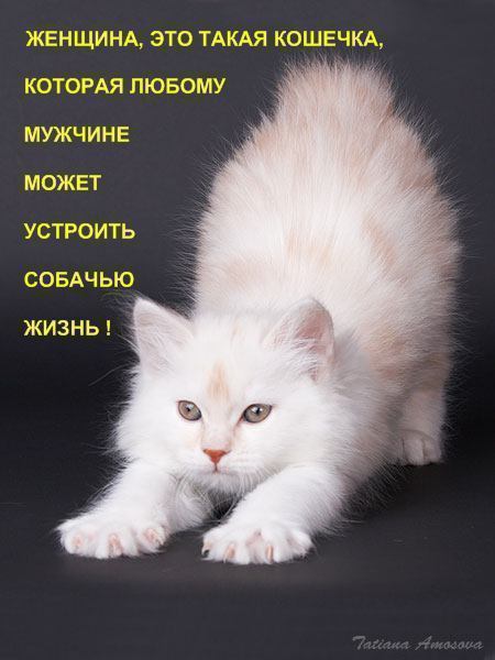 Статус для любимого котика Статус для любимого котика