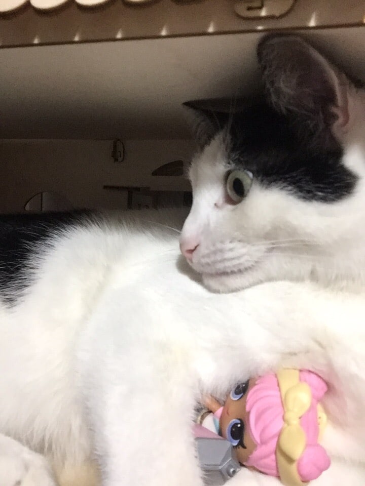помощь уличному котенку кот с игрушкой