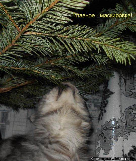 Котоматрицы великолепные, каждая с кусочком тепла, позитива и улыбкой!!! Всем добрых событий сегодня!!! Котоматрицы великолепные, каждая с кусочком тепла, позитива и улыбкой!!! Всем добрых событий сегодня!!!