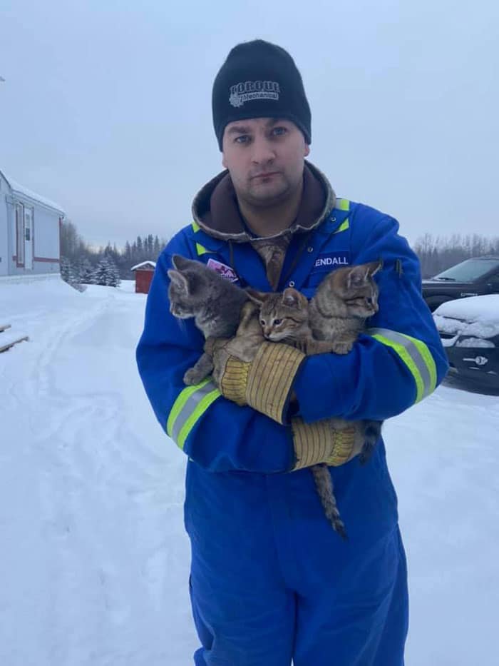 спасение котят котята на руках